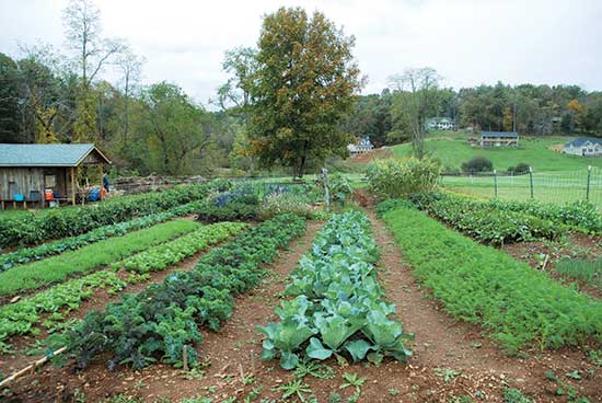 The Lord's Acre giving garden is as beautiful as it is productive.